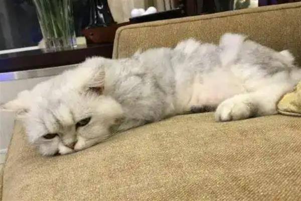 猫咪为什么会发烧，主要是病毒或细菌感染等因素引起