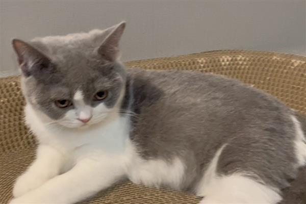 猫咪为什么会发烧，主要是病毒或细菌感染等因素引起