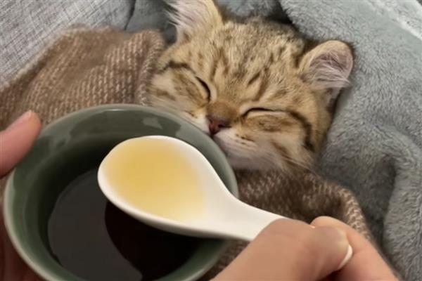 猫咪为什么会发烧，主要是病毒或细菌感染等因素引起