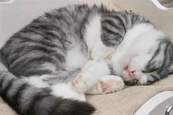 猫咪为什么会发烧，主要是病毒或细菌感染等因素引起