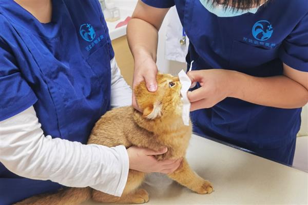 猫咪为什么会发烧，主要是病毒或细菌感染等因素引起