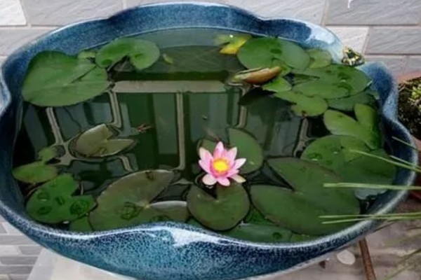 睡莲缸养方法，保持水分充足才能正常生长