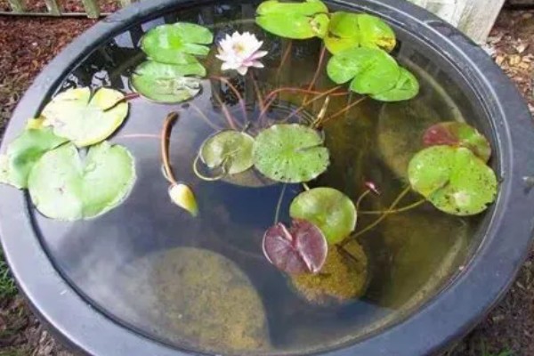 睡莲缸养方法，保持水分充足才能正常生长