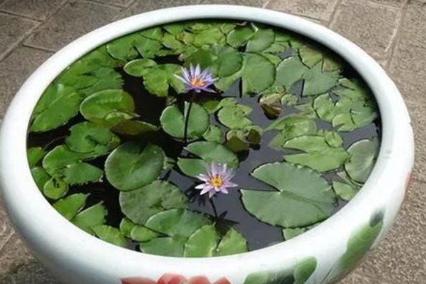 睡莲缸养方法，保持水分充足才能正常生长