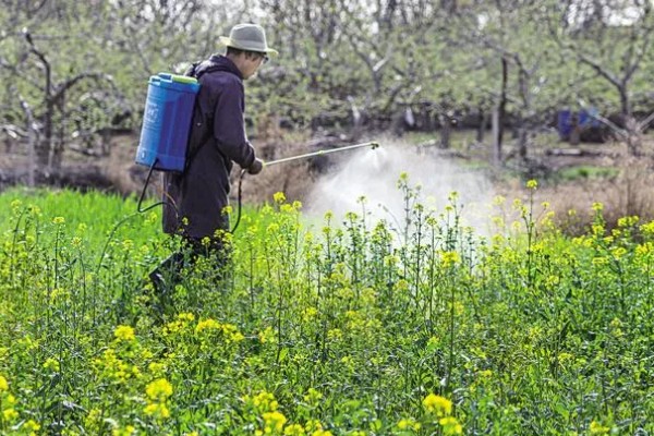哪种油菜种子出油率高，推荐中双11号、中双12号等