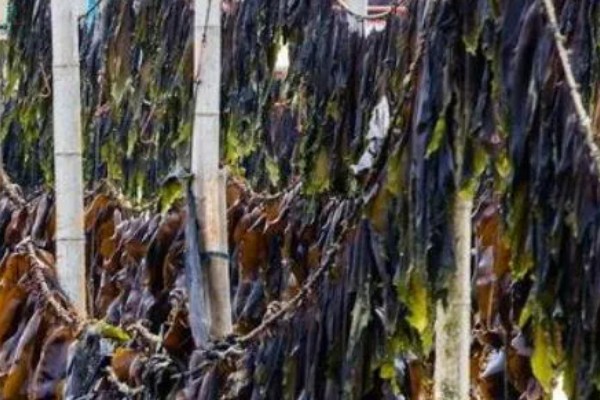 海带的产地在哪，在朝鲜北部、日本、南海等地均有分布