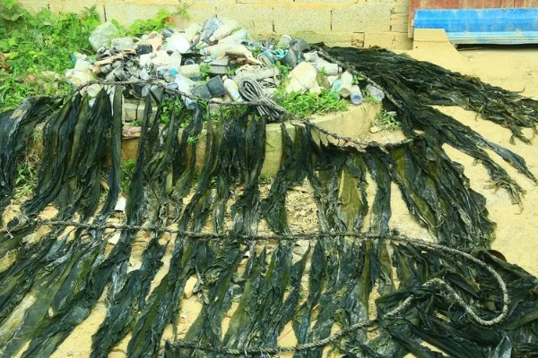 海带的产地在哪，在朝鲜北部、日本、南海等地均有分布