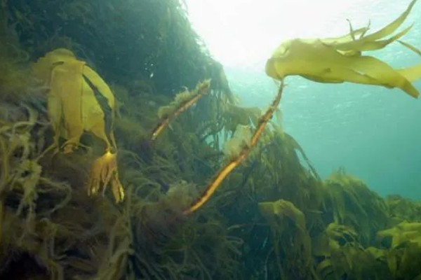 海带的产地在哪，在朝鲜北部、日本、南海等地均有分布