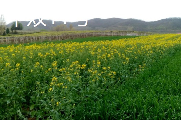 哪种油菜种子出油率高，推荐中双11号、中双12号等