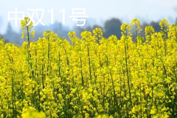 哪种油菜种子出油率高，推荐中双11号、中双12号等