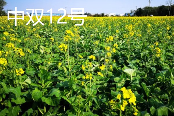 哪种油菜种子出油率高，推荐中双11号、中双12号等