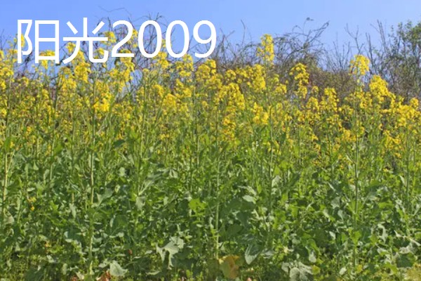 哪种油菜种子出油率高，推荐中双11号、中双12号等