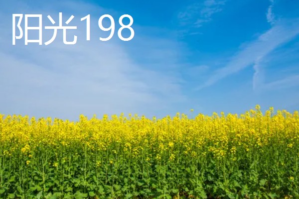 哪种油菜种子出油率高，推荐中双11号、中双12号等