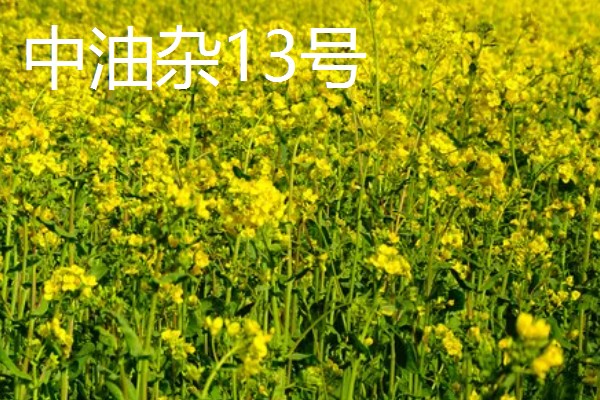 哪种油菜种子出油率高，推荐中双11号、中双12号等