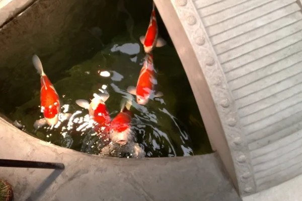 锦鲤白点病的症状表现，病鱼会全身布满白点