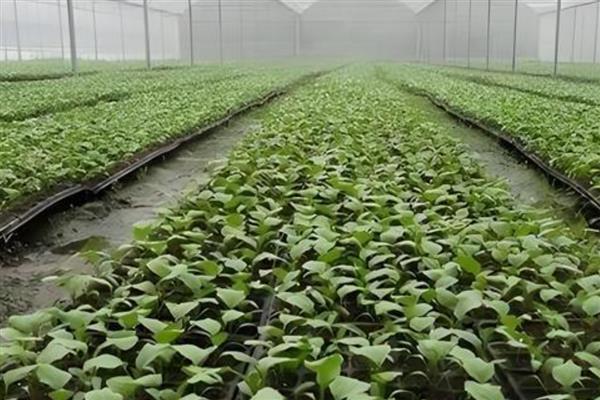 早春茄子的育苗时间，在2月中旬