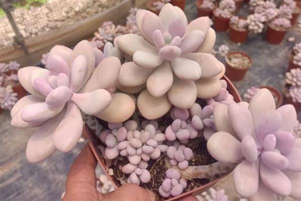 桃蛋砍头的方式，主要在春秋季节进行