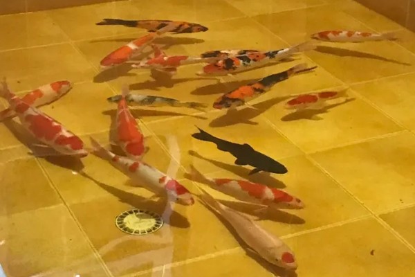 锦鲤白点病的症状表现，病鱼会全身布满白点