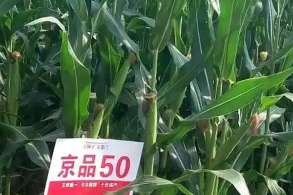 京品50玉米种简介，夏播玉米区的生长期是102天