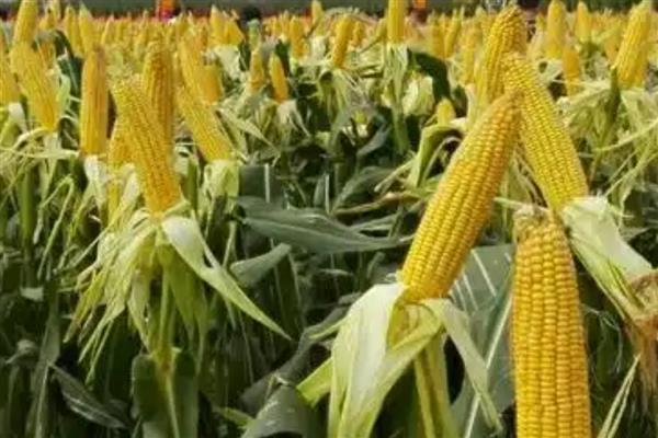 京品50玉米种简介，夏播玉米区的生长期是102天