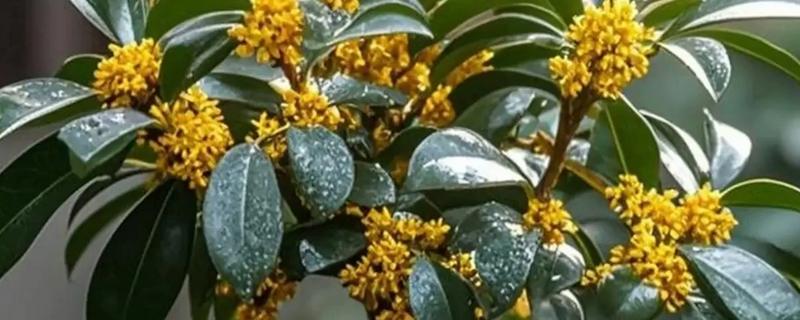 为什么买了两次桂花都没栽活，合理调节温度十分重要