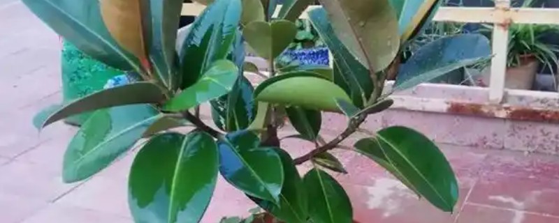 大门口种什么树可以旺财，推荐橡胶树、发财树等
