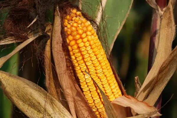 钰单6887玉米种子简介,春播出苗至成熟128天