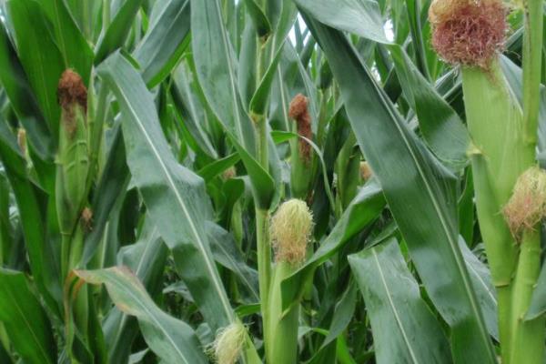 钰单6887玉米种子简介,春播出苗至成熟128天