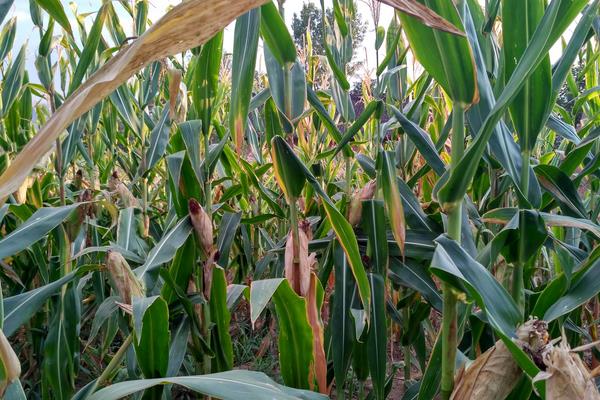 钰单6887玉米种子简介,春播出苗至成熟128天