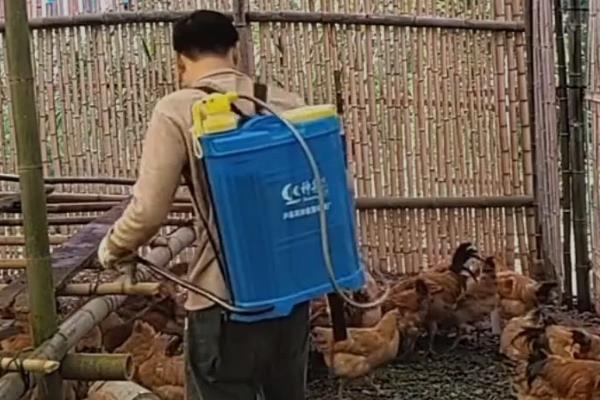 成年鸡的耐寒温度，可以忍耐-15℃的低温
