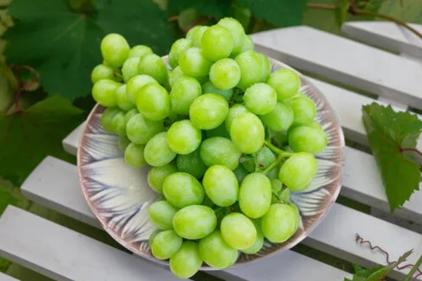 青提什么时候上市，一般在8-9月