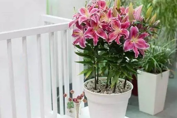 百合花长多高才会开放，开花时的高度因品种而异