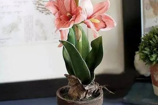 百合花长多高才会开放，开花时的高度因品种而异