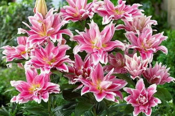百合花长多高才会开放，开花时的高度因品种而异