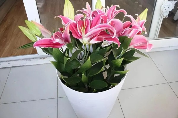 百合花长多高才会开放，开花时的高度因品种而异