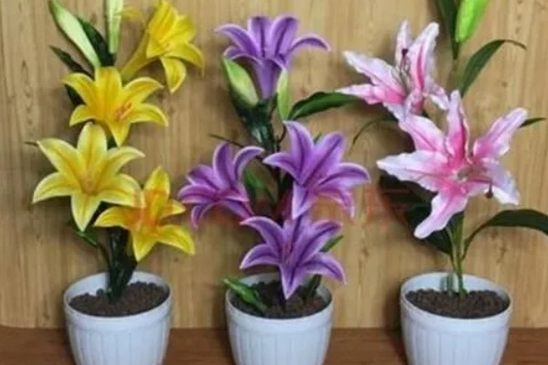 百合花长多高才会开放，开花时的高度因品种而异