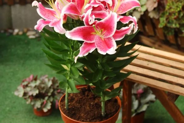 百合花长多高才会开放，开花时的高度因品种而异