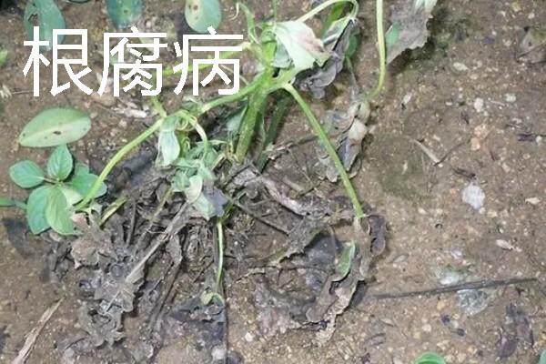 花生田病虫害如何防治，主要有茎腐病、根腐病等