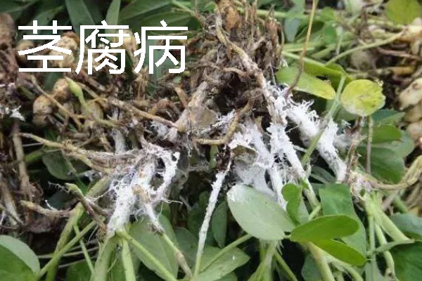 花生田病虫害如何防治，主要有茎腐病、根腐病等