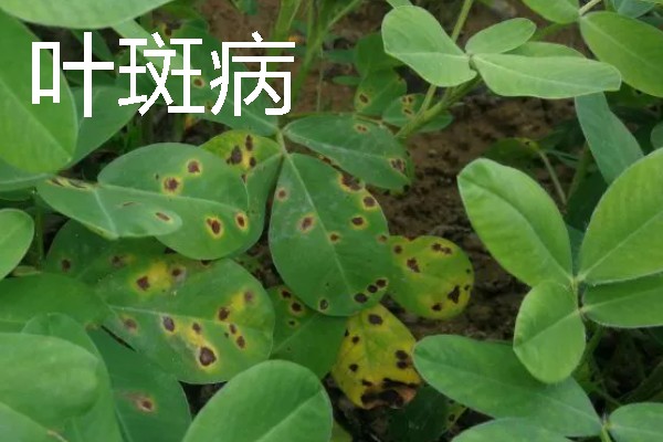 花生田病虫害如何防治，主要有茎腐病、根腐病等