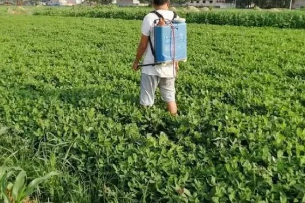 花生田病虫害如何防治，主要有茎腐病、根腐病等