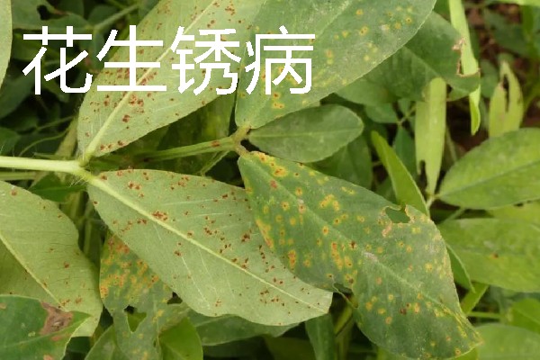花生田病虫害如何防治，主要有茎腐病、根腐病等