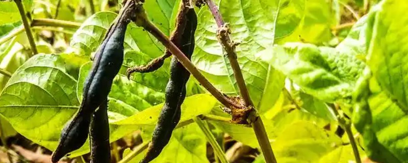 黑豆的种植方法，可采取纯种或玉米间种