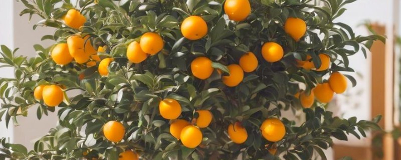 家里种哪种植物风水好，可选择金桔、仙人球等
