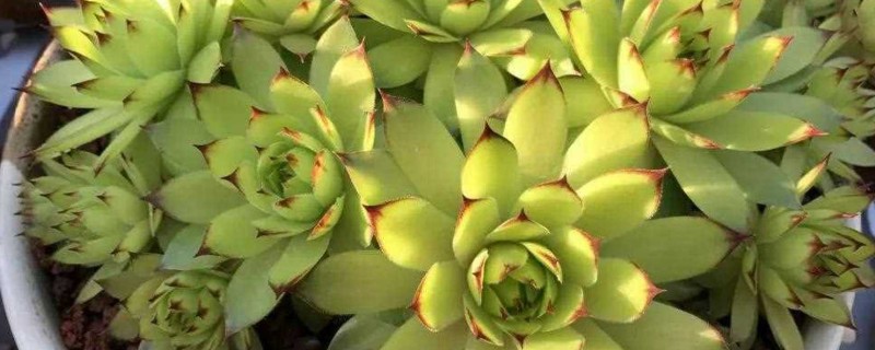 观音莲老桩如何配土，需使用比较松软的花土