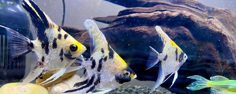 熊猫神仙鱼好不好养，难度较低新手也可以尝试