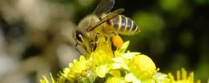 蜂王和工蜂的性别，是雌性蜜蜂