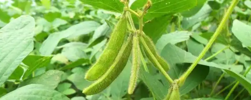 高蛋白大豆的种植要点，首先要选择优质品种