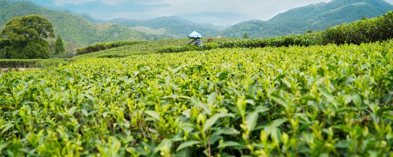 白茶如何种植，土壤要求深翻0.45-0.50米