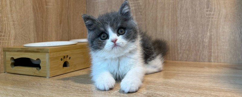 英短是蓝猫吗，英短和蓝猫是同一品种
